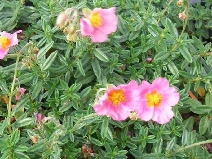 Helianthemum  'Lawrenson's Pink'