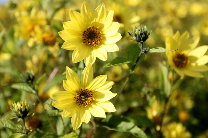 Helianthus  'Lemon Queen'