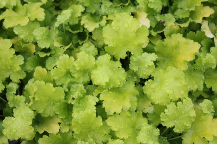 Heuchera  'Lime Rickey' ®