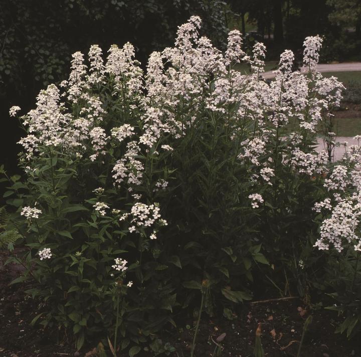Hesperis matronalis 'Alba'