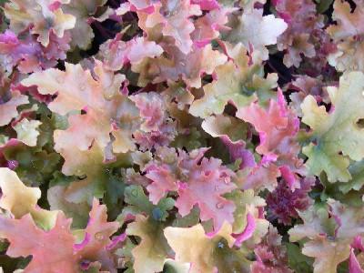 Heuchera  'Marmalade' PBR