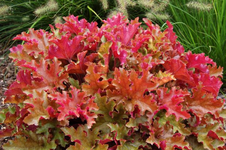 Heuchera  'Marmalade' PBR