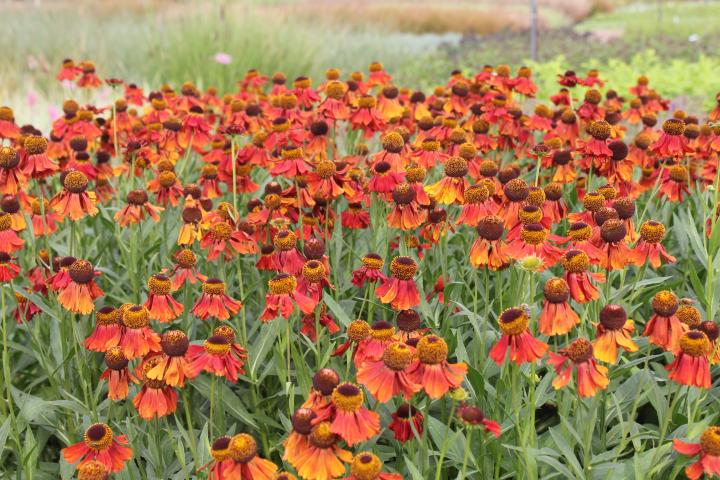 Helenium  'Moerheim Beauty'