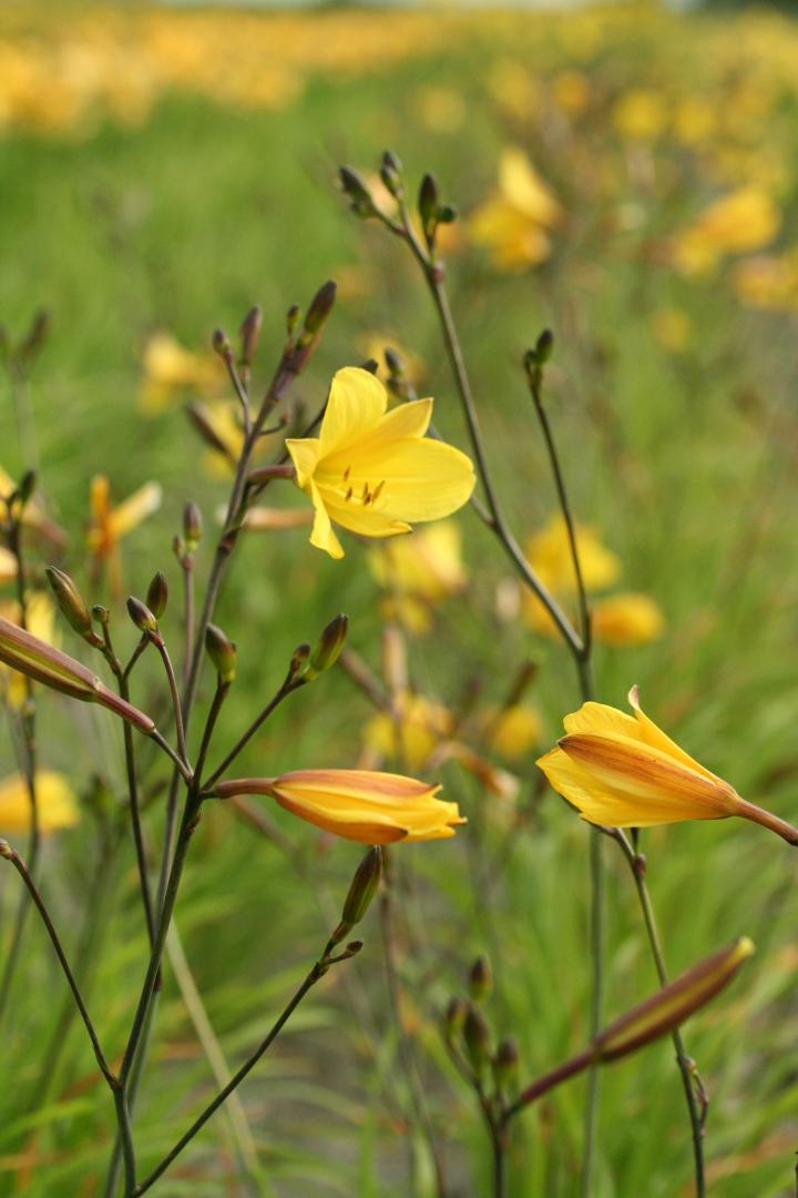 Hemerocallis middendorfii