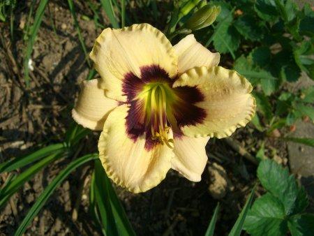 Hemerocallis  'Moonlite Masquerade'