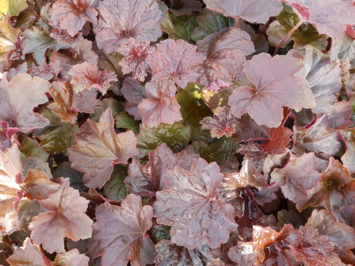 Heuchera micrantha 'Palace Purple'
