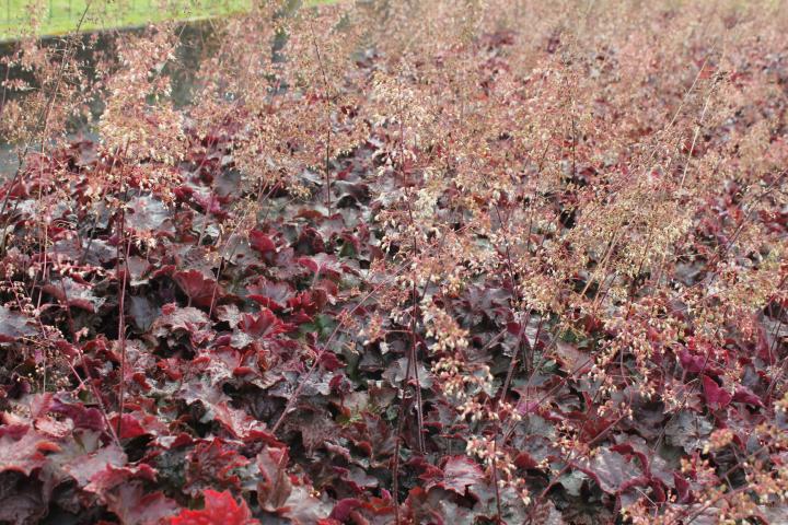 Heuchera micrantha 'Palace Purple'