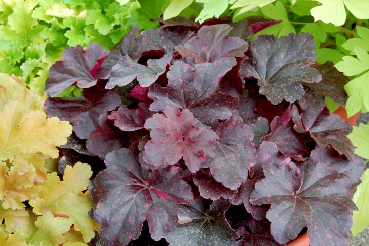 Heuchera  'Midnight Rose' ®