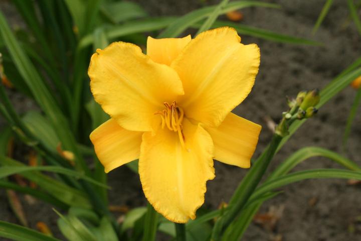 Hemerocallis  'Mary Todd'