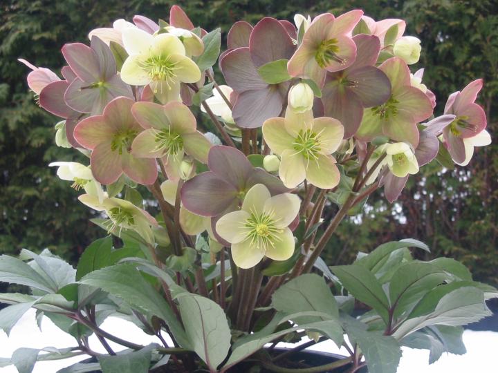 Helleborus nigercors (x) 'Candy Love' PBR 1l. 