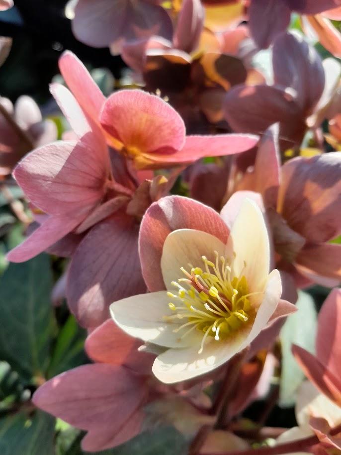 Helleborus nigercors (x) 'Emma' 1l.