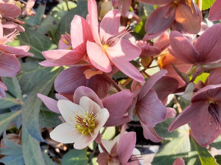 Helleborus nigercors (x) 'Emma' 1l.