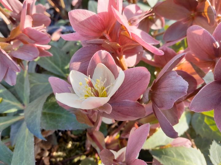 Helleborus nigercors (x) 'Emma' 1l.