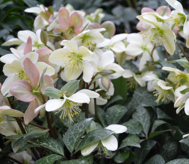 Helleborus nigercors (x) 'Magic Leaves' 1l.