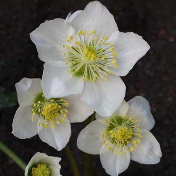 Helleborus niger 'Praecox'