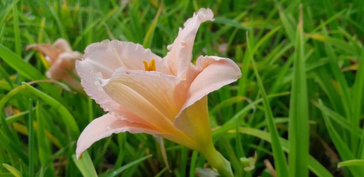 Hemerocallis  'On and On'