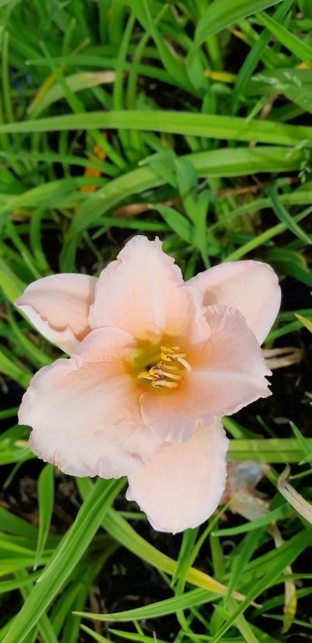 Hemerocallis  'On and On'