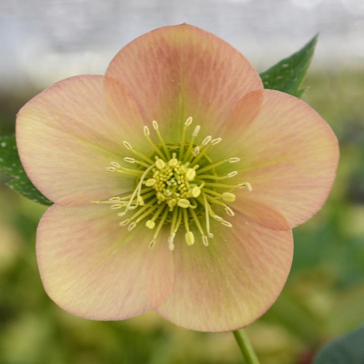 Helleborus orientalis 'Apricot'