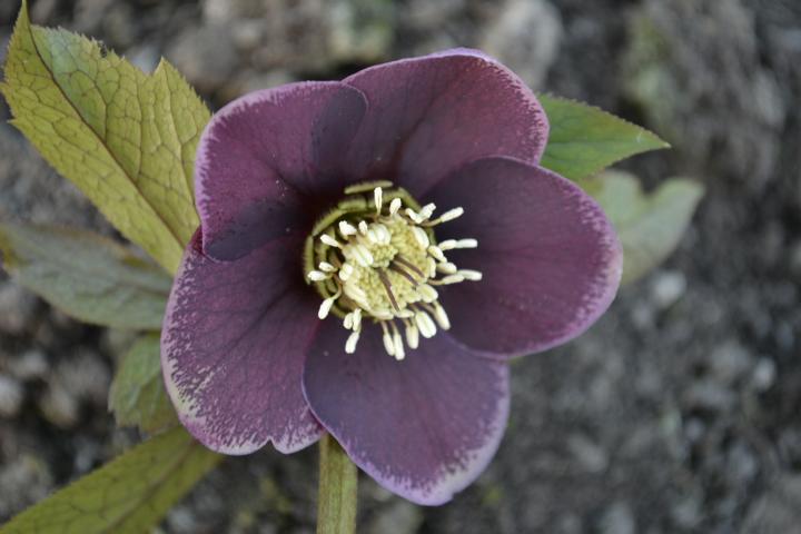 Helleborus orientalis 'Aubergine'