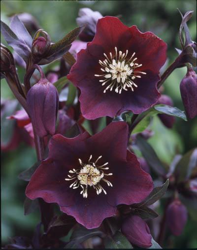 Helleborus orientalis 'Blue Lady'