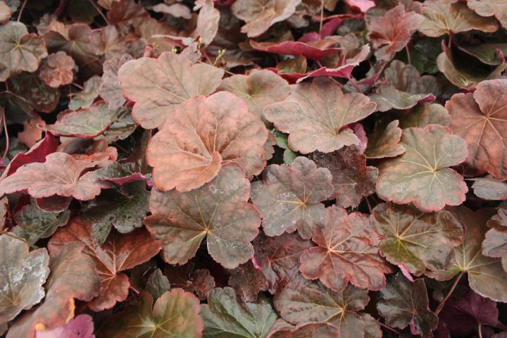 Heuchera  'Obsidian' ®