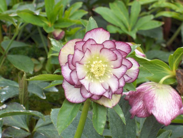 Helleborus orientalis 'Double Ellen Picotee'