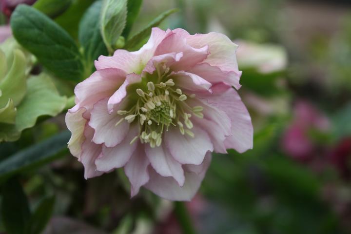 Helleborus orientalis 'Double Ellen Pink'