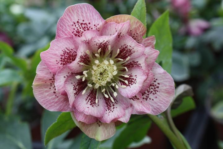 Helleborus orientalis 'Double Ellen Pink Spotted'