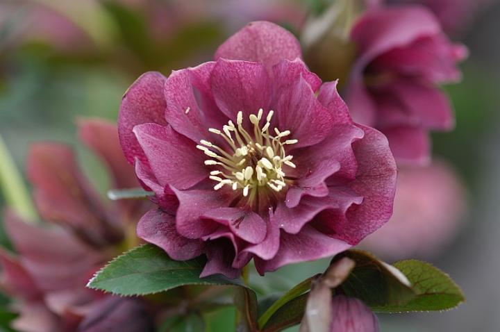 Helleborus orientalis 'Double Ellen Red'