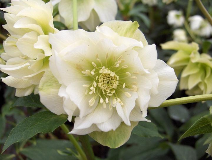 Helleborus orientalis 'Double Ellen White'