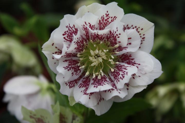 Helleborus orientalis 'Double Ellen White Spotted'
