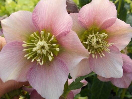 Helleborus orientalis 'Pretty Ellen Pink'