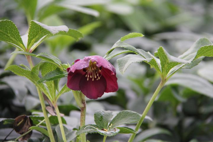 Helleborus orientalis 'Pretty Ellen Purple'