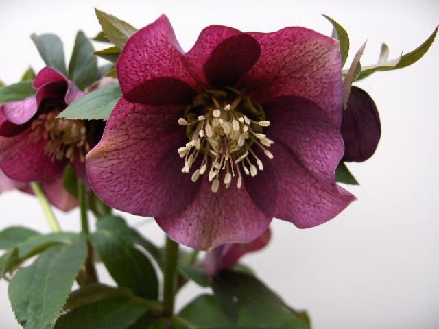 Helleborus orientalis 'Pretty Ellen Red'