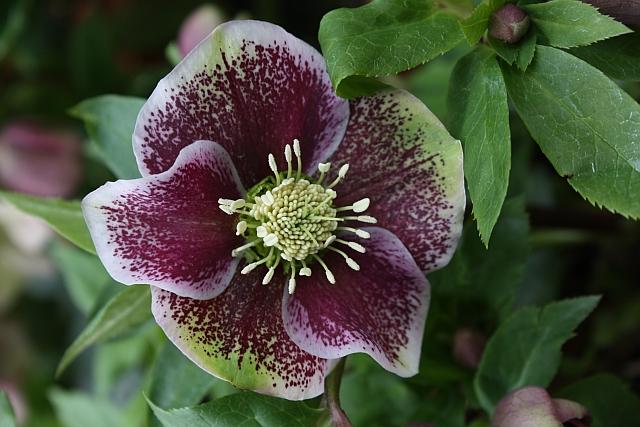 Helleborus orientalis 'Pretty Ellen Spotted'