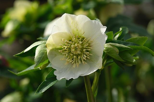 Helleborus orientalis 'Pretty Ellen White'