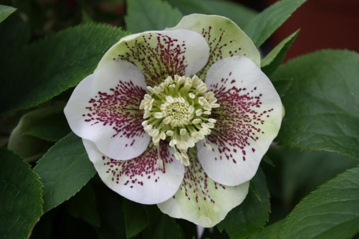 Helleborus orientalis 'Pretty Ellen White Spotted'