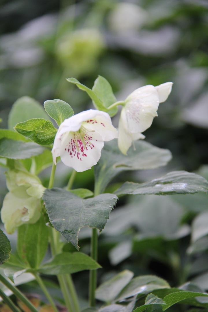 Helleborus orientalis 'Pretty Ellen White Spotted'