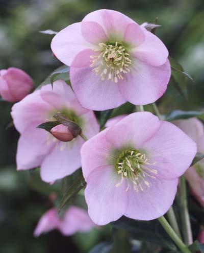 Helleborus orientalis 'Pink Lady'