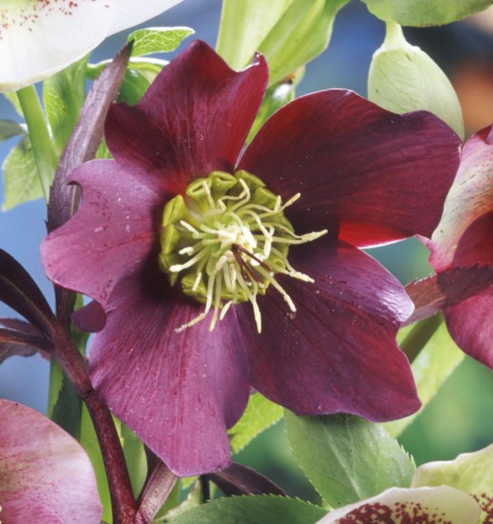 Helleborus orientalis 'Red Hybrids'