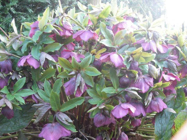Helleborus orientalis