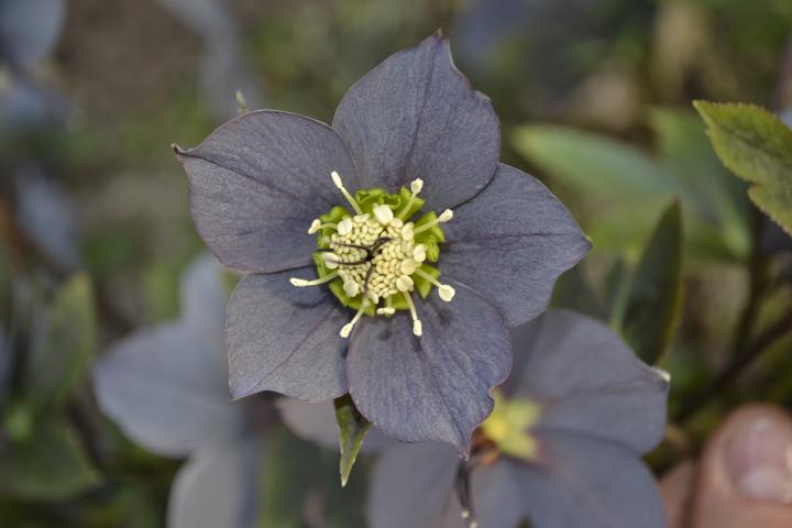 Helleborus orientalis 'Slaty Blue'