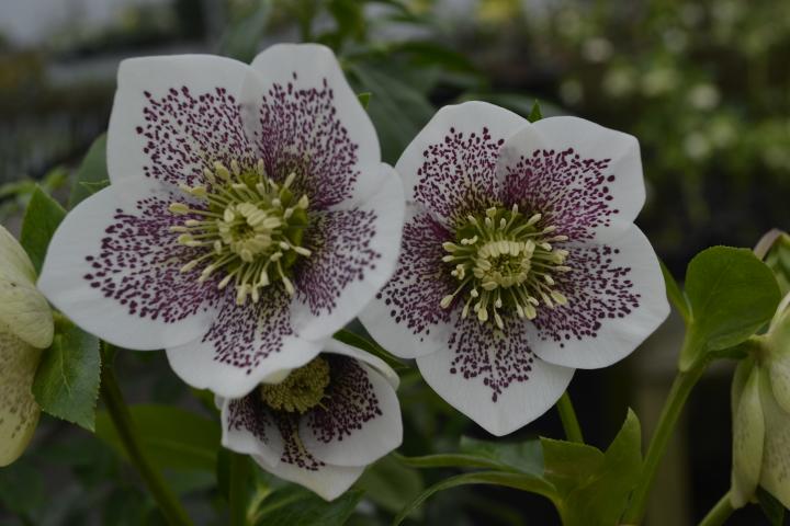 Helleborus orientalis 'Spotted Hybrids'