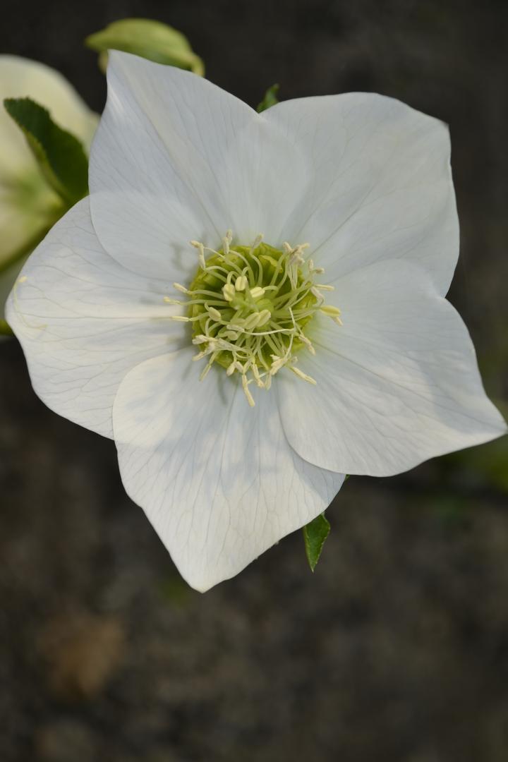 Helleborus orientalis 'White'