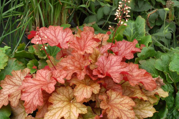 Heuchera  'Paprika' ®