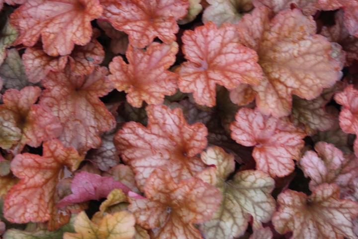 Heuchera  'Paprika' ®