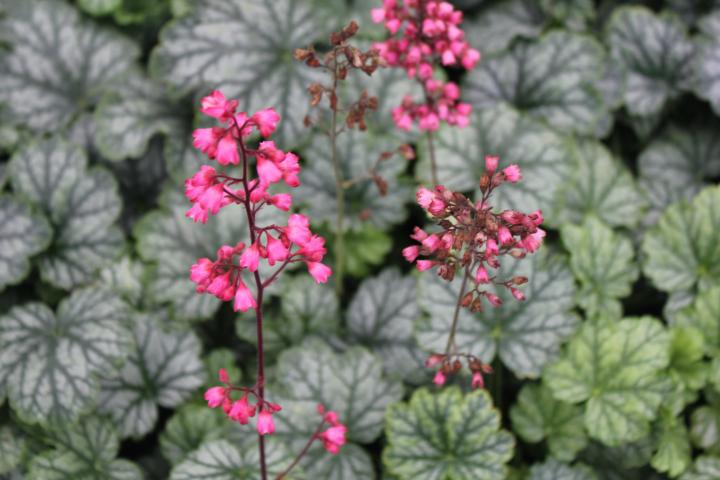 Heuchera  'Paris' ®