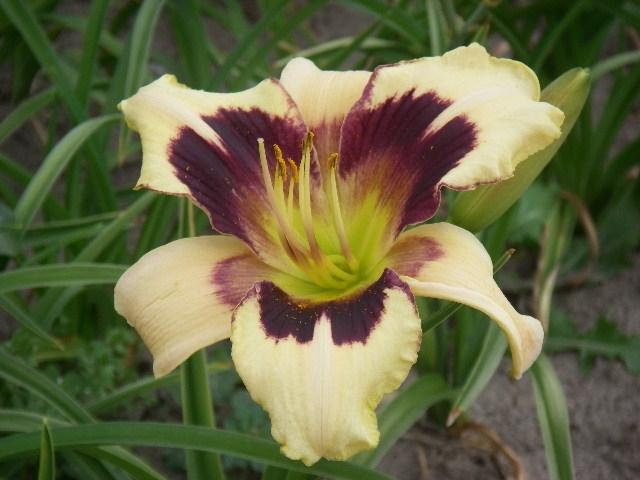 Hemerocallis  'Pandora's Box'