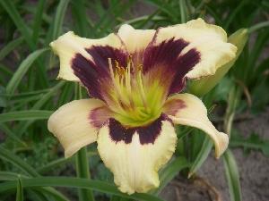 Hemerocallis  'Pandora's Box'
