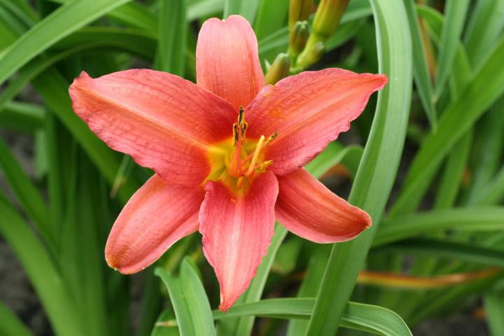 Hemerocallis  'Pink Damask'